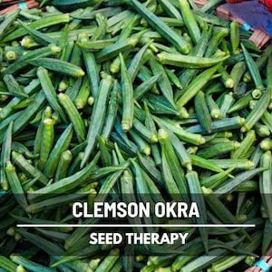 Clemson Spineless Okra Seeds – Heirloom, AAS Winner, High Yielding Vegetable, Non-GMO, for Frying & Gumbo | 50 Seeds