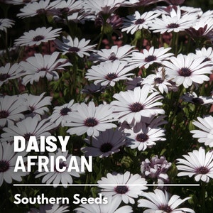 Daisy, African White (Cape Marigold) - 25 Seeds - Heirloom Flower - White Blooms (Dimorphotheca pluvialis)