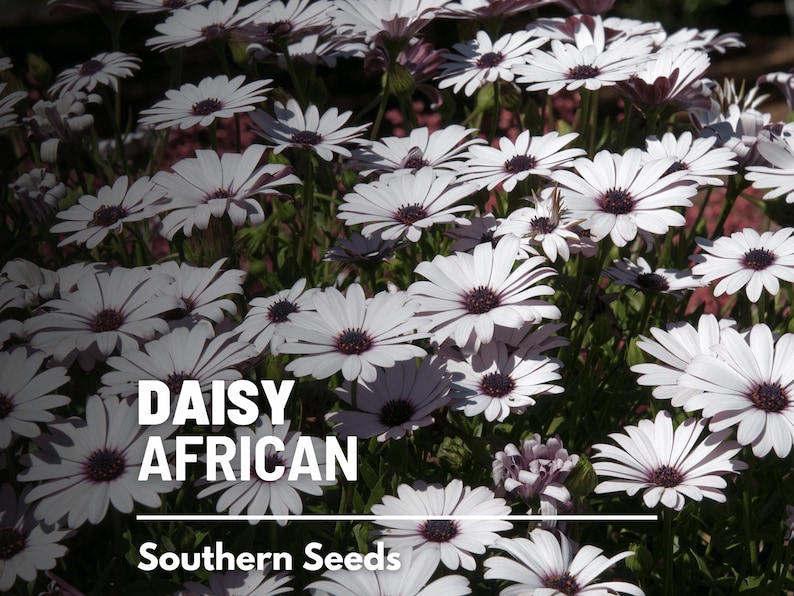 Daisy, African White Cape Marigold 25 Seeds Heirloom Flower White Blooms Dimorphotheca pluvialis image 1