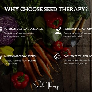 Utah 52-70 Celery Seeds – Heirloom, Non-GMO (300 Seeds) afbeelding 8
