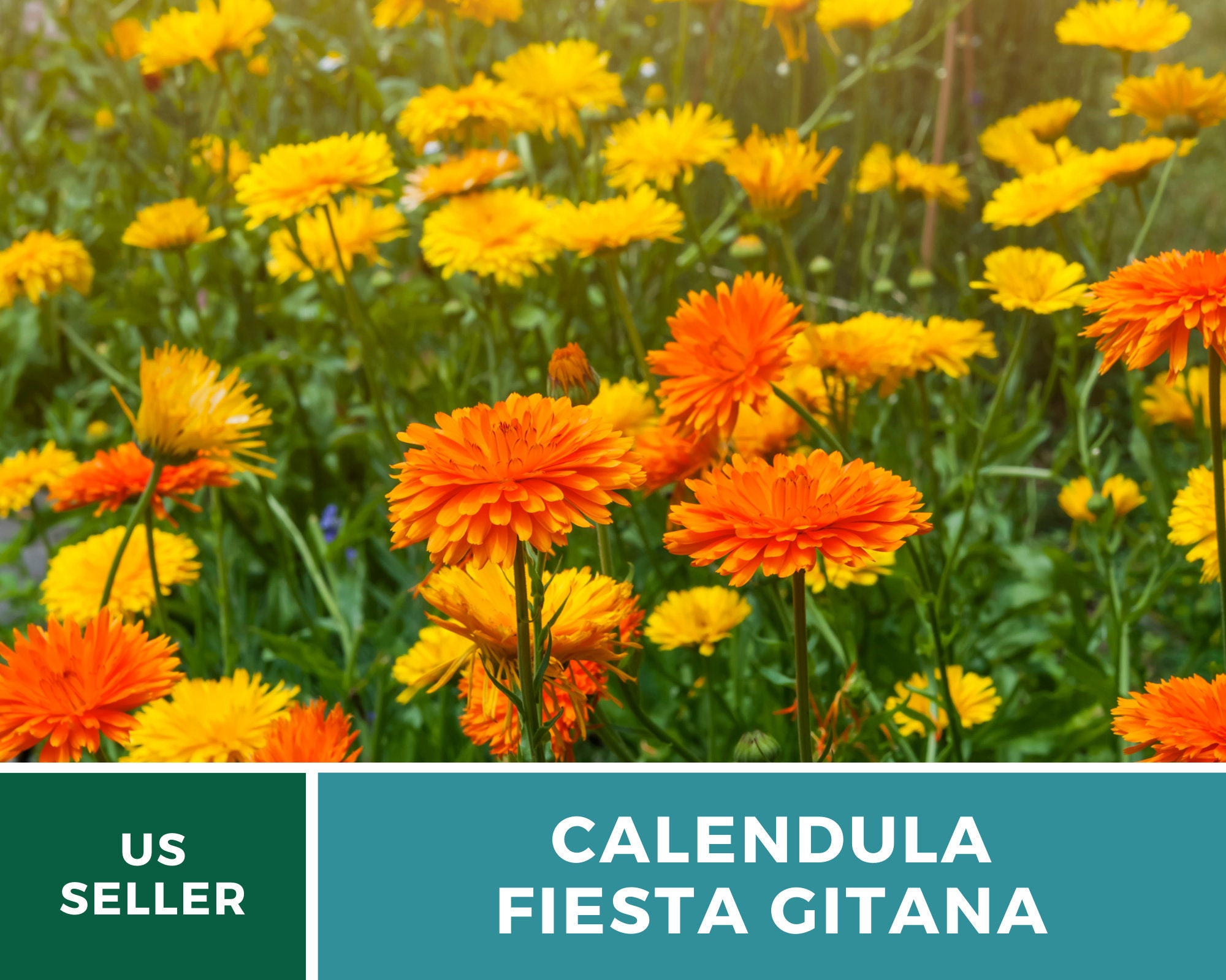 Semi Di Calendula Nano Fiesta Gitana Batlle - Per Giardino, Bordure E Fioriere - Foto 4