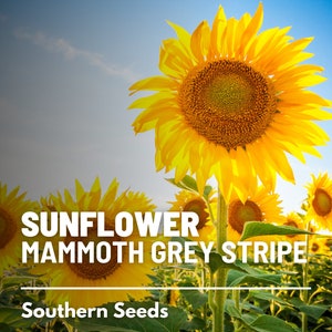 Sunflower, Mammoth Grey Stripe - 50 Seeds - Heirloom Flower, Medicinal & Culinary Plant, Large Blooms, Garden Gift (Helianthus annuus)