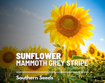 Sunflower, Mammoth Grey Stripe - 50 Seeds - Heirloom Flower, Medicinal & Culinary Plant, Large Blooms, Garden Gift (Helianthus annuus)