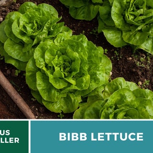 Summer Bibb Lettuce Seeds, Heat Tolerant Butterhead, Slow Bolting for Warm Weather, Heirloom, 500 Seeds image 2