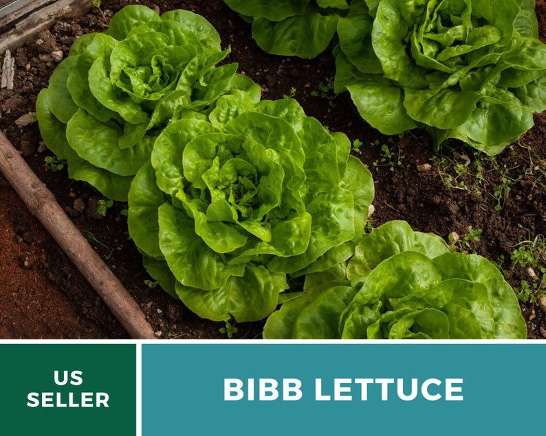 Summer Bibb Lettuce Seeds, Heat Tolerant Butterhead, Slow Bolting for Warm Weather, Heirloom, 500 Seeds image 2