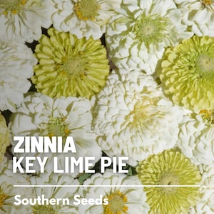 May include: Close-up of a cluster of white and green Zinnia Key Lime Pie flowers. The flowers have a delicate, layered appearance and are arranged in a random pattern. The text "Zinnia Key Lime Pie" and "Southern Seeds" is visible in the image.