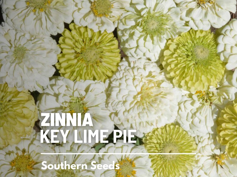 May include: Close-up of a cluster of white and green Zinnia Key Lime Pie flowers. The flowers have a delicate, layered appearance and are arranged in a random pattern. The text "Zinnia Key Lime Pie" and "Southern Seeds" is visible in the image.