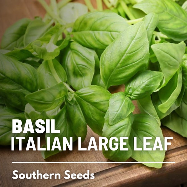 Basil, Italian Large Leaf seeds - Heirloom Herb (Ocimum basilicum) - Robust Flavor - Perfect for Pesto and Italian Cuisine