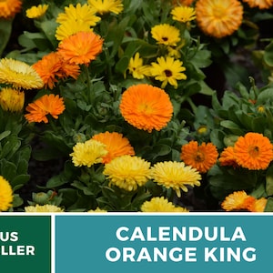 Calendula, Orange King 100 Seeds Heirloom Culinary & Medicinal Flower Non-GMO Calendula officinalis image 4