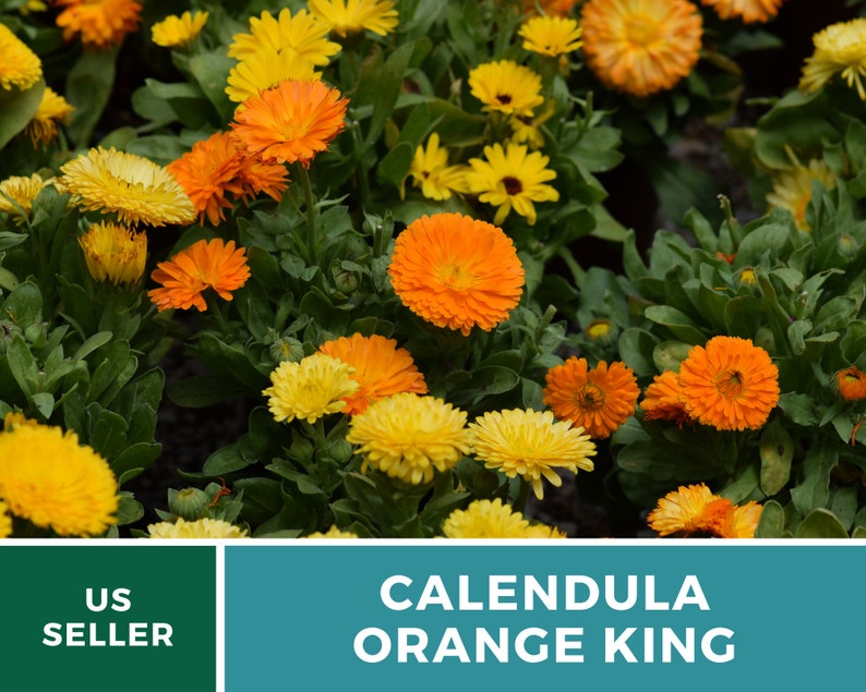 Calendula, Orange King 100 Seeds Heirloom Culinary & Medicinal Flower Non-GMO Calendula officinalis image 4