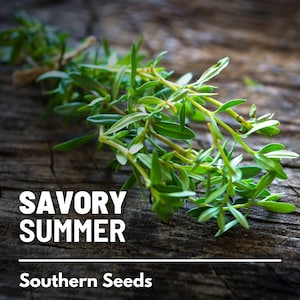 Savory, Summer - 100 Seeds - Heirloom Herb, Culinary & Meidicinal Plant, Peppery Seasoning, Non-GMO, Garden Gift  (Satureja hortensis)