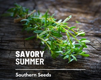 Savory, Summer - 100 Seeds - Heirloom Herb, Culinary & Meidicinal Plant, Peppery Seasoning, Non-GMO, Garden Gift  (Satureja hortensis)
