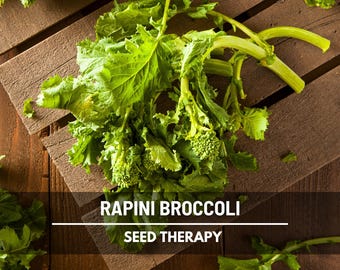 Rapini Broccoli Raab Seeds - Heirloom Italian Gourmet Green (100 Seeds)