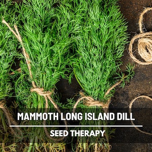 Mammoth Long Island Dill Seeds, Tall Pickling Dill, Huge Seed Heads, Heirloom, 100 Seeds image 1