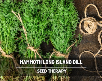 Mammoth Long Island Dill Seeds – Heirloom Culinary & Medicinal Herb, Non-GMO, Classic for Pickling and Cooking | 100 Seeds