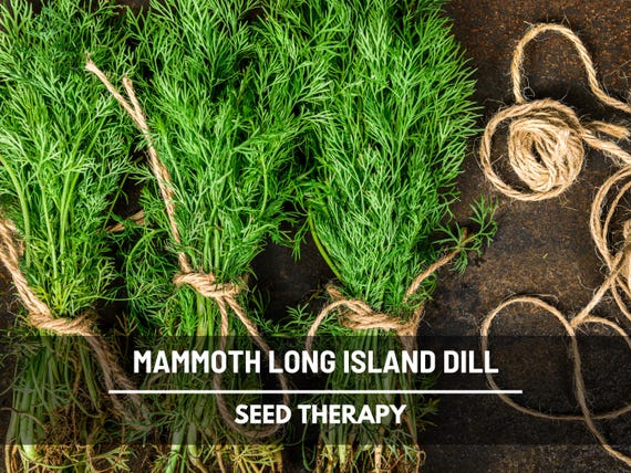 Mammoth Long Island Dill Seeds – Heirloom Culinary & Medicinal Herb, Non-GMO, Classic for Pickling and Cooking | 100 Seeds