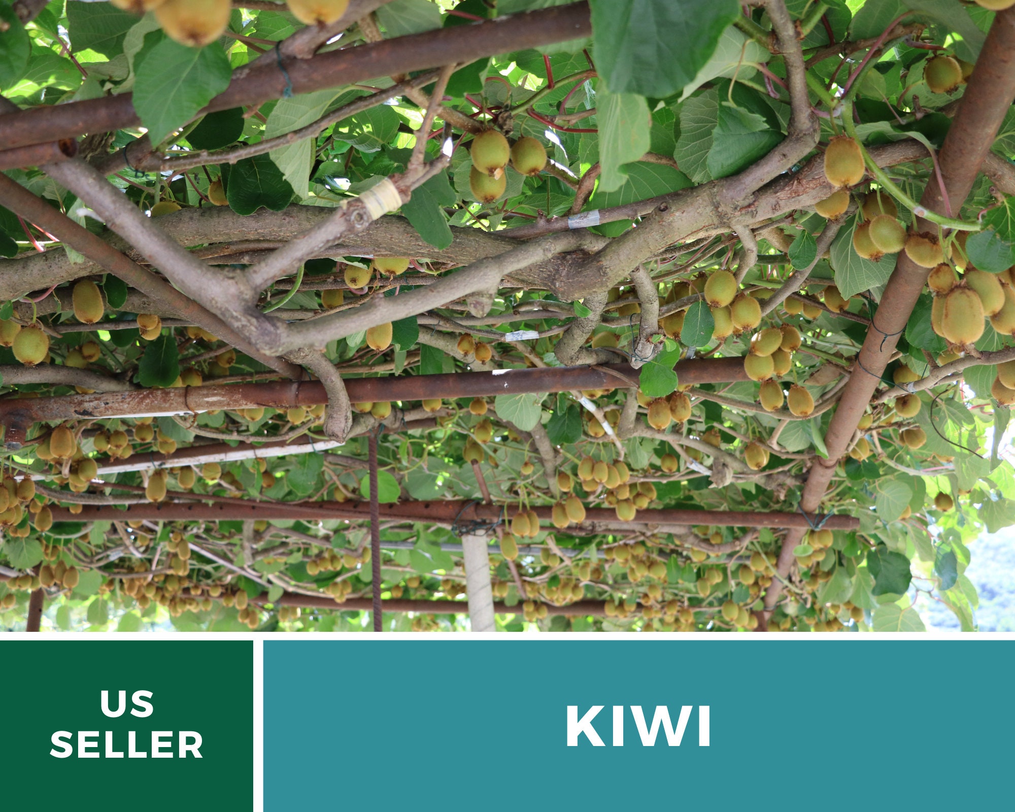 100 Seeds KIWI FRUIT Kiwi Actinidia Vine Seeds (Kiwifruit / Hardy Kiwi /  Chinese Gooseberry / Chinese Strawberry) 