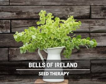 Bells of Ireland Seeds – Heirloom, Green Blooms for Fresh & Dried Flowers (100 Seeds)