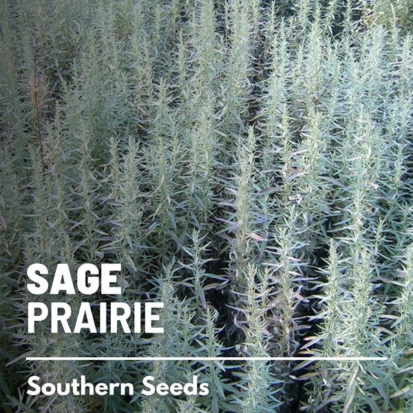 Sage, Prairie (Louisiana Sage) - 100 Seeds - Heirloom Herb, Medicinal, Pollinator Friendly, Fragrant Plant, Non-GMO (Artemisia ludoviciana)