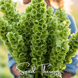 Bells of Ireland Seeds – Heirloom, Green Blooms for Fresh & Dried Flowers (100 Seeds)