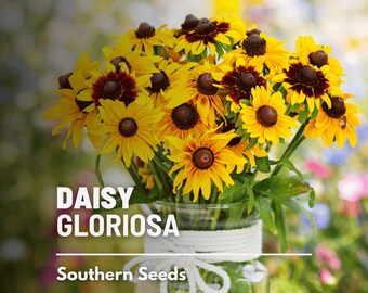 Daisy, Gloriosa - 100 Seeds - Heirloom Flower - Bright Blooms (Rudbeckia hirta)