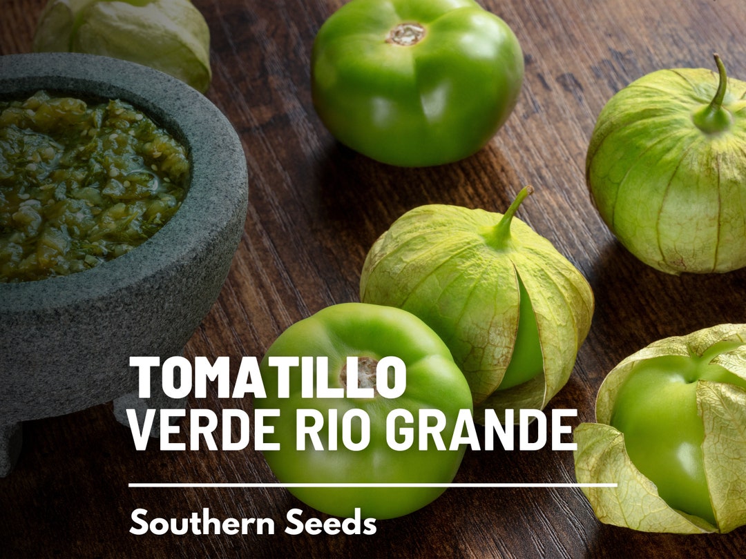 Tomatillo, Verde Rio Grande 50 Seeds Heirloom Vegetable, Large Fruit