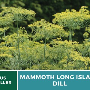 May include: Close-up of a patch of green dill plants with yellow flower heads. The text "MAMMOTH LONG ISLAND DILL" is printed on a teal background below the image. The text "US SELLER" is printed on a green background to the left of the teal background.