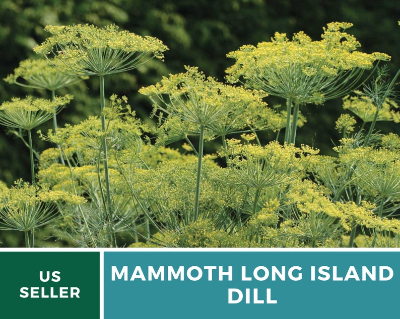 May include: Close-up of a patch of green dill plants with yellow flower heads. The text "MAMMOTH LONG ISLAND DILL" is printed on a teal background below the image. The text "US SELLER" is printed on a green background to the left of the teal background.