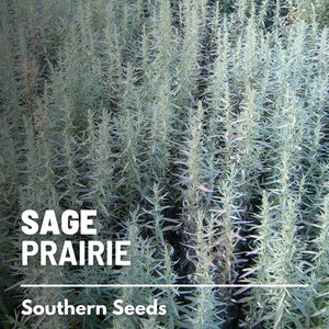 Sage, Prairie Louisiana Sage 100 Seeds Heirloom Herb, Medicinal, Pollinator Friendly, Fragrant Plant, Non-GMO Artemisia ludoviciana image 1