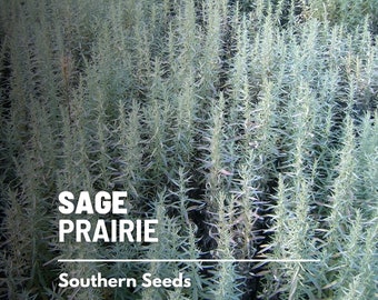 Sage, Prairie (Louisiana Sage) - 100 Seeds - Heirloom Herb, Medicinal, Pollinator Friendly, Fragrant Plant, Non-GMO (Artemisia ludoviciana)