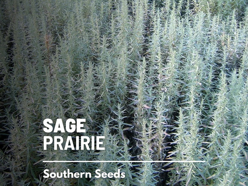 Sage, Prairie Louisiana Sage 100 Seeds Heirloom Herb, Medicinal, Pollinator Friendly, Fragrant Plant, Non-GMO Artemisia ludoviciana image 1