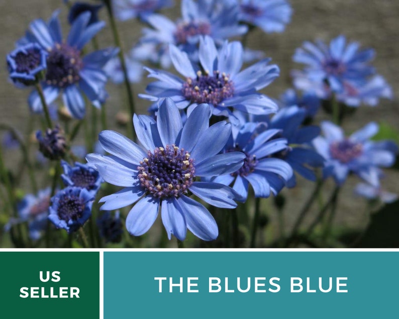 Daisy, The Blues Blue 50 Seeds Heirloom Flower Striking Blue Blooms Felicia heterophylla image 2
