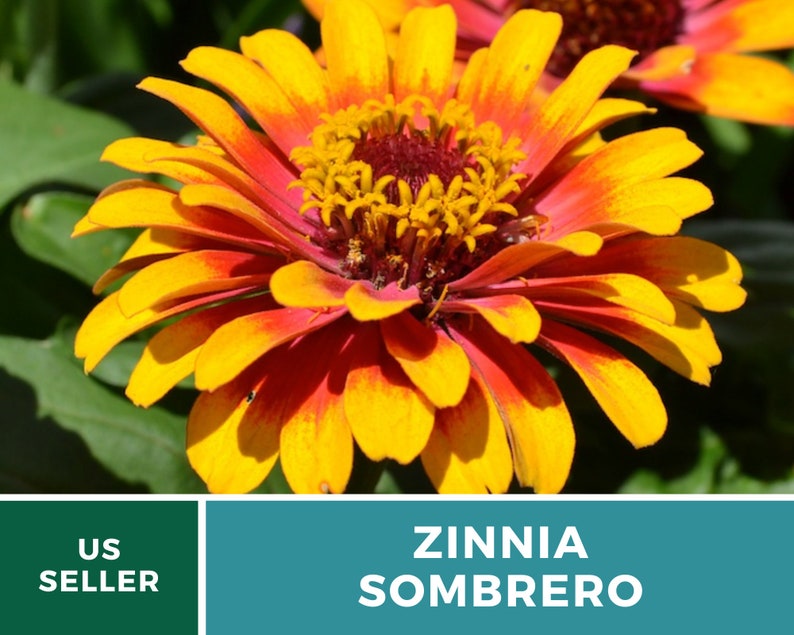May include: A close-up of a vibrant orange and yellow Zinnia Sombrero flower. The flower has a red center and is in full bloom.