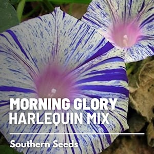 May include: Close-up of two blue and white striped morning glory flowers with pink centers. The flowers are blooming and have a delicate, intricate pattern. The text "Morning Glory Harlequin Mix" and "Southern Seeds" is visible below the flowers.