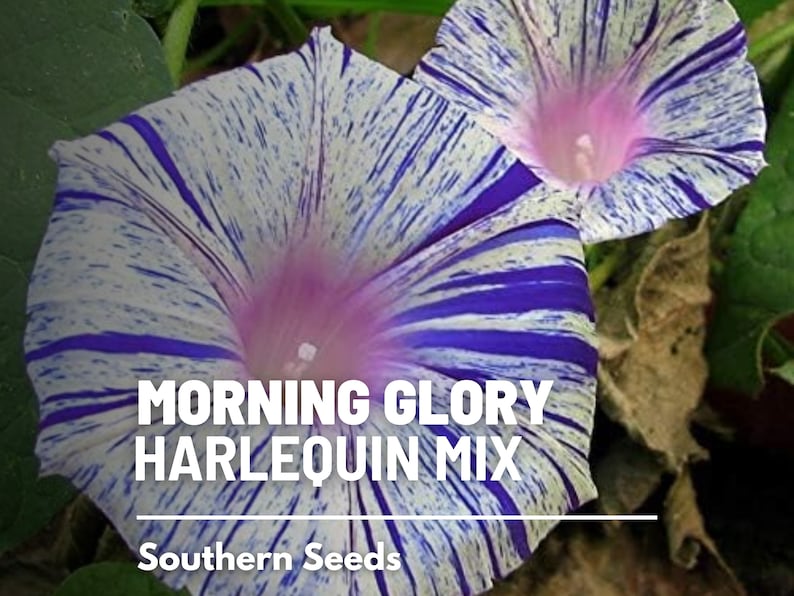 May include: Close-up of two blue and white striped morning glory flowers with pink centers. The flowers are blooming and have a delicate, intricate pattern. The text "Morning Glory Harlequin Mix" and "Southern Seeds" is visible below the flowers.