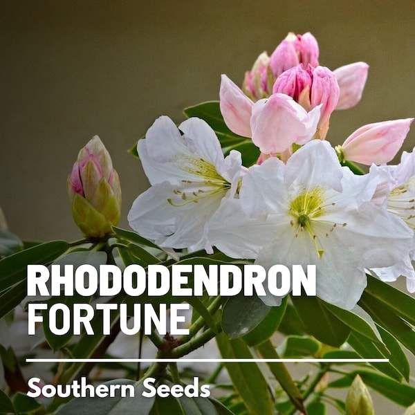 Rhododendron, Fortune - 100 seeds -  Heirloom Flowering Shrub - Large White or Pink Blooms (Rhododendron fortunei)