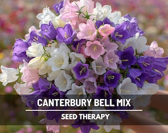 Canterbury Bells Mix Seeds – Heirloom Flower with Tall Spikes of Bell-Shaped Blooms in Purple, Pink, Blue and White | 100 Seeds