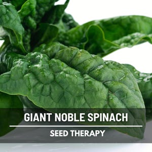 Giant Noble Spinach Seeds – Heirloom Vegetable, AAS Winner, Open Pollinated, Non-GMO, Easy to Grow | 150 Seeds