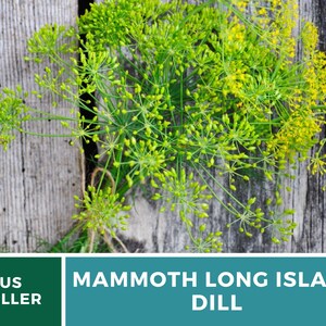 May include: A bunch of green dill with yellow flowers, labeled "MAMMOTH LONG ISLAND DILL" and "US SELLER".