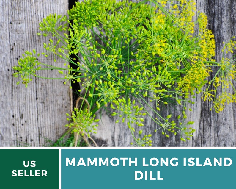 May include: A bunch of green dill with yellow flowers, labeled "MAMMOTH LONG ISLAND DILL" and "US SELLER".