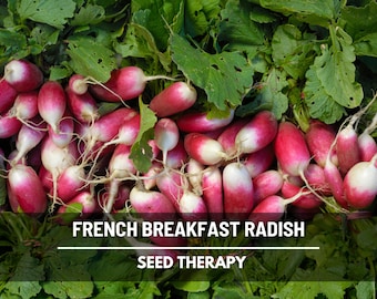 French Breakfast Radish Seeds – Heirloom, Non-GMO, Crisp and Mild, Easy to Grow, Classic Breakfast Favorite | 250 Seeds