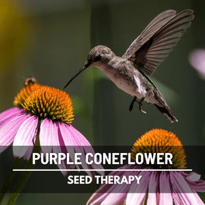 Purple Coneflower (Echinacea purpurea) with hummingbird feeding from pink daisy-like bloom, pollinator-friendly perennial - Seed Therapy