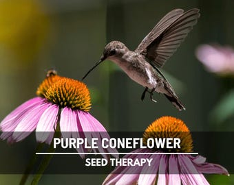 Purple Coneflower (Echinacea) Seeds – Heirloom Medicinal Herb, Pollinator Flower & Perennial, Easy to Grow | 100 Seeds