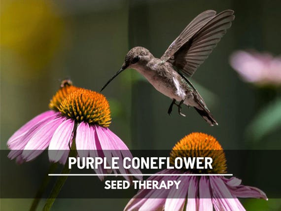 Purple Coneflower (Echinacea) Seeds – Heirloom Medicinal Herb, Pollinator Flower & Perennial, Easy to Grow | 100 Seeds