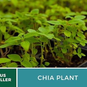Chia 250 Seeds Heirloom Culinary & Medicinal Herb Superfood Non-GMO Salvia hispanica image 5
