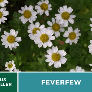 May include: Close-up of white feverfew flowers with yellow centres, blooming in a lush green garden. The flowers are arranged in a cluster, showcasing their delicate petals and vibrant colours.
