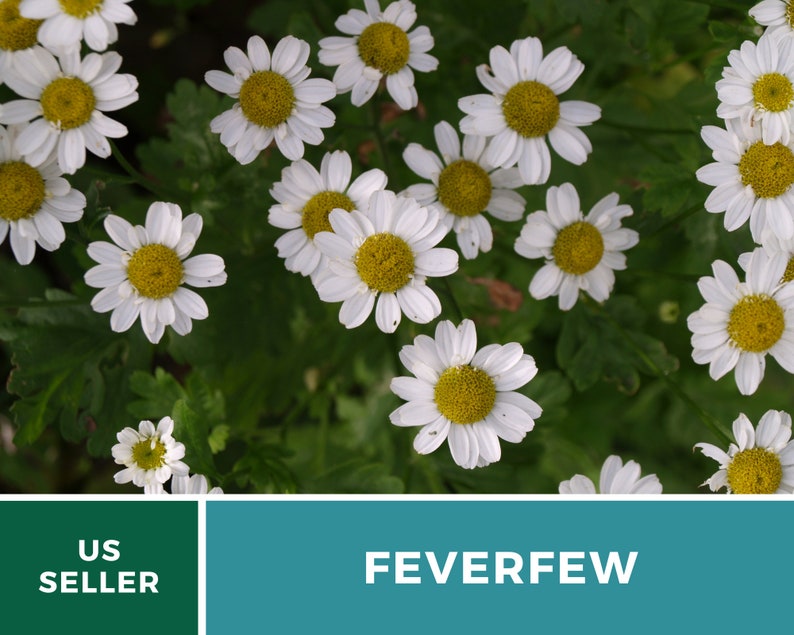 May include: Close-up of white feverfew flowers with yellow centres, blooming in a lush green garden. The flowers are arranged in a cluster, showcasing their delicate petals and vibrant colours.