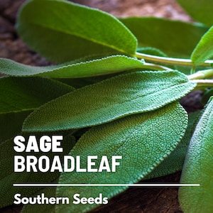 Sage, Broadleaf - 50 Seeds - Heirloom Herb, Medicinal & Culinary, Flavorful, Fragrant, Garden Gift, Non-GMO (Salvia officinalis)