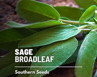 Sage, Broadleaf - 50 Seeds - Heirloom Herb, Medicinal & Culinary, Flavorful, Fragrant, Garden Gift, Non-GMO (Salvia officinalis)