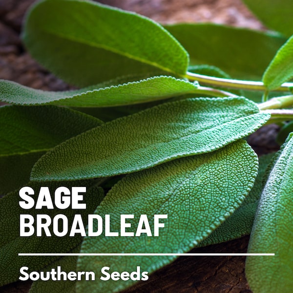 Sage, Broadleaf - 50 Seeds - Heirloom Herb, Medicinal & Culinary, Flavorful, Fragrant, Garden Gift, Non-GMO (Salvia officinalis)